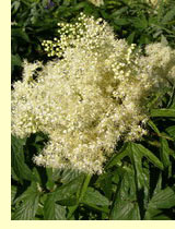 Таволга вязолистная, или лабазник (Filipendula ulmaria Maxim.). Таволга вязолистная, или лабазник (Filipendula ulmaria Maxim.).